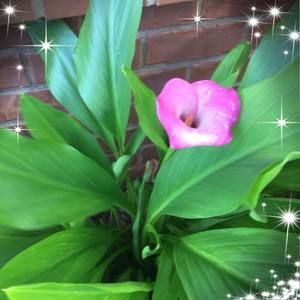 Meet your Posher, Tena